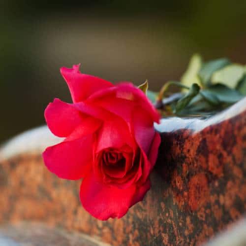 Red Rose on Tombstone